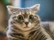 Тельців та Стрільців чекають великі зміни