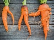 Не робіть цих помилок, і ваша морква буде рости рівною