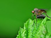 С помощью лапок: комары-переносчики малярии чувствуют токсины через ноги