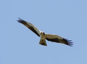 Орел-карлик малий. Фото: Viacheslav Kaistro