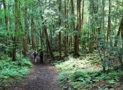 Лес самоубийц Аокигахара Дзюкай (Фоторепортаж)