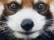 Вымирающие виды животных в объективе Тима Флэча (Фото)