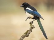 Что принесла сорока, которая села у вашего дома