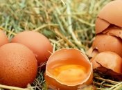 Она тоже полезна: удивительные свойства яичной скорлупы