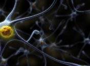 Нервные клетки точно восстанавливаются