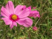 Приметы и обряды на 19 июля - День мученика Ермия