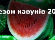 Як правильно вибрати кавун (інфографіка)