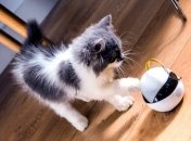 "Умный" кошачий робот Ebo: подробности (Фото и видео)