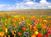 Погода в Украине 20 июня: в некоторых регионах - дожди