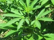 Супрун: Два миллиона украинцев нуждаются в каннабисе