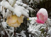 Сніг засипав троянди в Україні