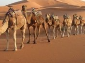 Исследователи впервые в истории клонировали верблюда