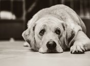 "Місце смерті": у притулку під Києвом собаки живуть у жахливих умовах, що кажуть господарі (відео)