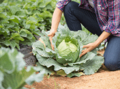 Чим обприскати капусту, щоб не було шкідників