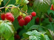 Кущі малини віддячать вам багатим урожаєм
