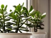 Денежное дерево обладает сильной энергетикой