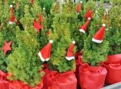 Подготовка полным ходом: для украинцев срубят 500 тысяч елок