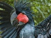 ТОП-10 самых дорогих животных в мире (Фото)