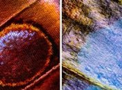 Под микроскопом: удивительные снимки крыльев бабочек (Фото)