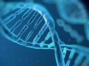 Найден способ "подсвечивать" ДНК в живых клетках