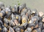 Мидии помогут стоматологам