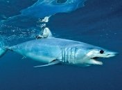 Ученые раскрыли секрет скорости акул-убийц