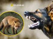 Сказ у лисів і собак