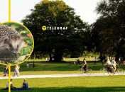 В Киевской области заметили растение-"ежа"