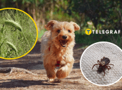 Колаж "Телеграфу"