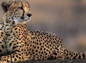 Дивовижна гонитва леопарда за гепардом 