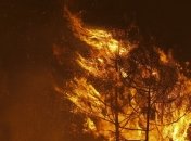 Лесные пожары в Португалии: 45 человек ранены, более сотни людей эвакуированы