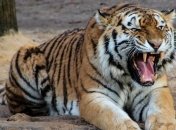 На глазах у посетителей: в Цюрихе тигрица растерзала работницу зоопарка 