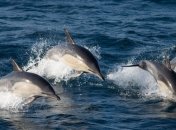 По-прежнему является редким в регионе: в Адриатическое море вернулся редкий вид дельфинов