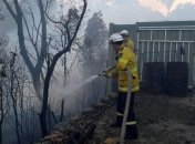 Пожары в Австралии: стихийное бедствие погубило около 350 коал 