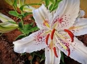 Лилии - цветы райского сада. Секреты выращивания