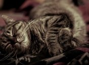 Как утром справиться с сонливостью