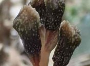 В Японии открыли необычное растение