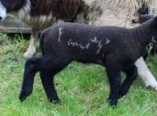В Англии родился ягненок с необычной надписью на теле 