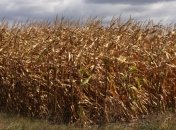 В следующем году в Украине увеличат посевы кукурузы  