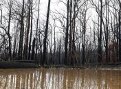 В Австралии второй день подряд идет сильный дождь и тушит пожары в лесах 