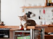 Народні прикмети про кухню