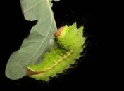 Альтернатива коллагену: ученые хотят использовать для печати тканей белок шелкопряда