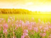 Погода в Украине 17 июня: солнечно, без осадков