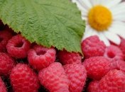 Малина убивает злокачественные опухоли