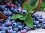 Полезные свойства голубики для организма