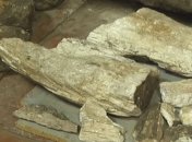 Под Запорожьем обнаружили останки мамонта (Видео) 