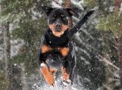 Трагедия на Харьковщине: собака загрыз маленького ребенка