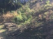 В Киеве незаконно вырубили около 160 деревьев