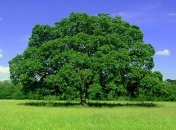 Ученые подсчитали количество деревьев на Земле