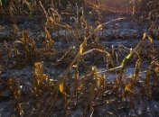 Президент Казахстана поручил оказать помощь пострадавшим от жары 